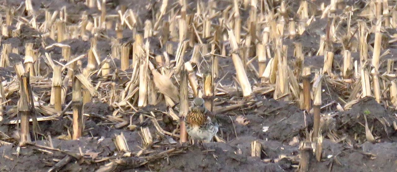 Welke vogel treffen we hier aan